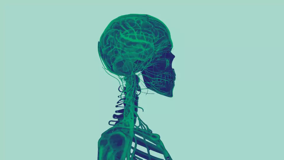 Menneskekropp med nervesystem 