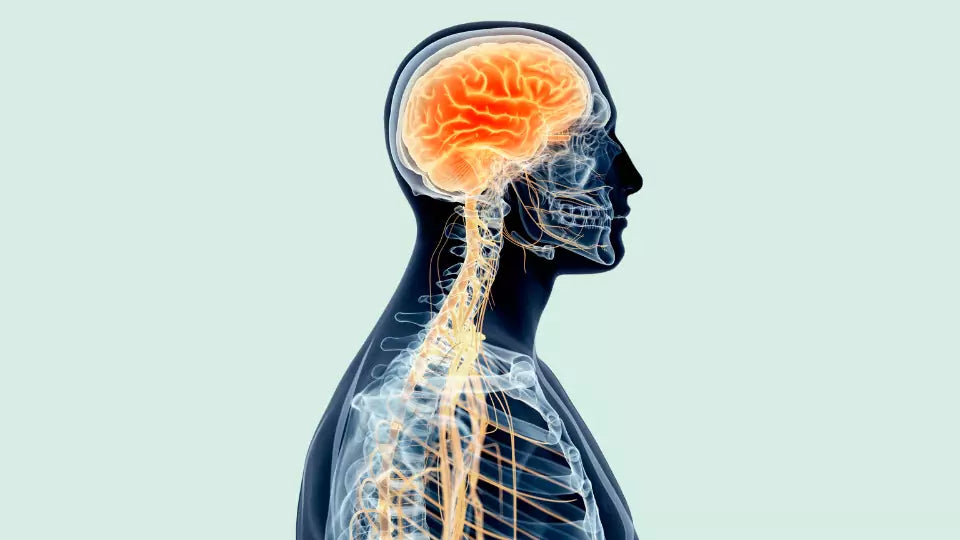 Røntgenbilde med vagusnerven 